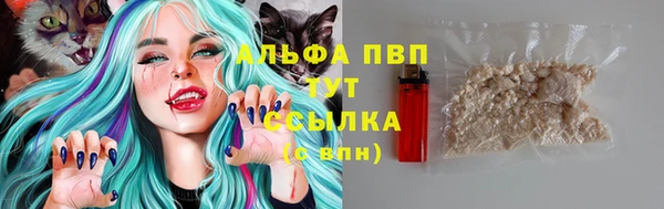 прущие грибы Тында