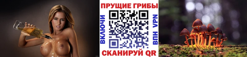 гидра ссылки  Шенкурск  Галлюциногенные грибы Psilocybe 